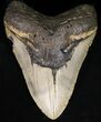 Huge, Megalodon Tooth - North Carolina #40245-1